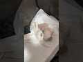 ゴロゴロ中のチビ猫 #猫 #子ネコ #cat #子猫
