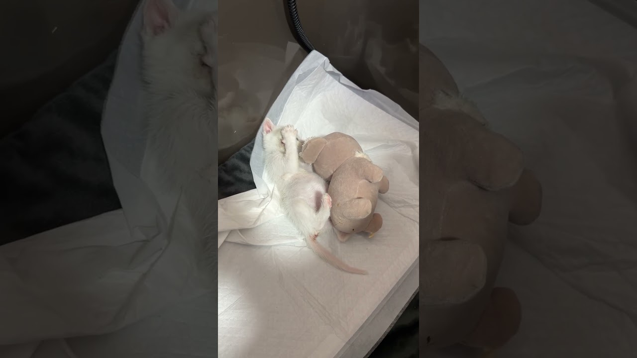 ゴロゴロ中のチビ猫 #猫 #子ネコ #cat #子猫