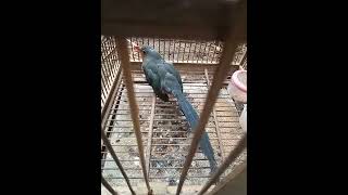 Download Lagu Burung /#bird langka ekor panjang semoga tidak punah 🤲 MP3