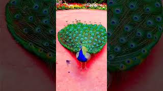 nature beauty #peacock #sparrow #rainsounds #icesounds #colourful #viralshorts #viralvideo