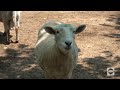 One Minute On The North Fork Baby Farm Animals At Harbes Family Farm