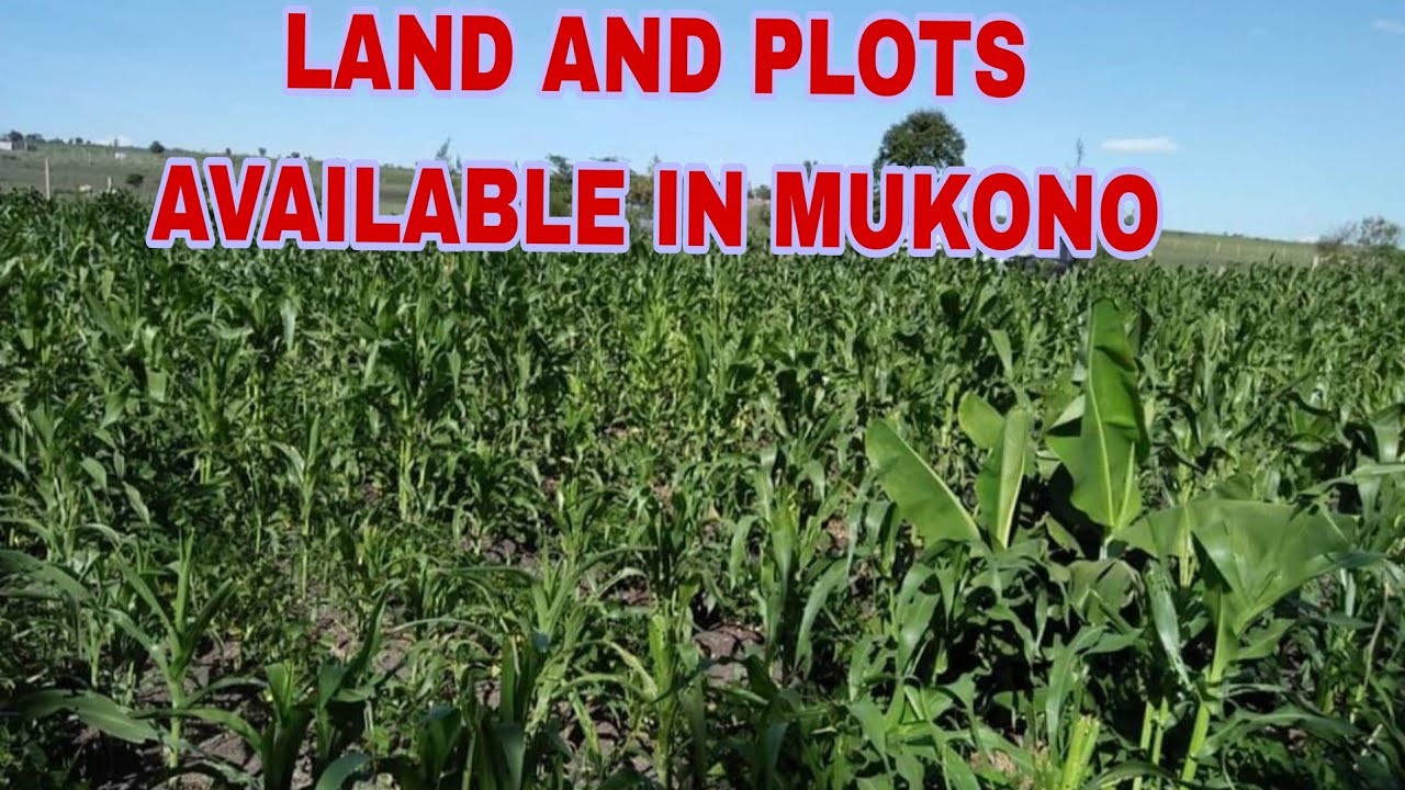 Plots in Kiyunga🇺🇬 Bugerere road and Maziba Katosi road.
