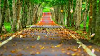 BACKBROUND JUNGLE VIDEO ANIMATION VIDEO EFFECTS HD JUNGLE BACKGROUND VIDEO NO COPYRIGHT
