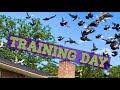 Racing pigeon training continues 