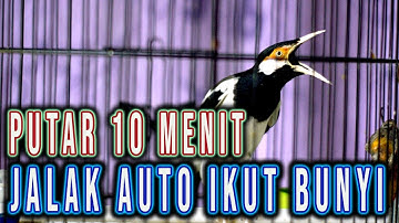 VIDEO INI MEMBUAT JALAK SUREN IKUT BUNYI, PANCINGAN JALAK AGAR GACOR
