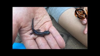 A new species of salamanders caught! A Blue spotted salamander .