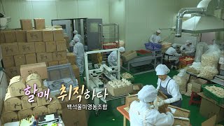 [다큐3일]'할매, 취직하다'  / KBS대전 20150222 방송