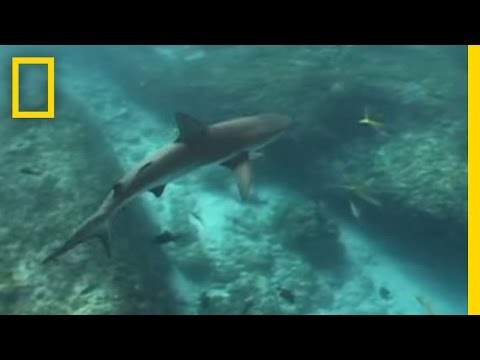 Sociable Sharks | National Geographic