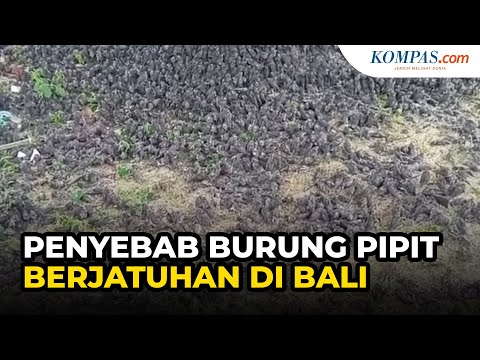 Video: Penyakit Bakteria Pada Burung