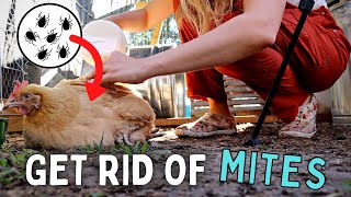 MITES on our CHICKENS! (How to get rid of them)