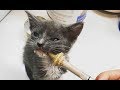 【感動】ボロボロになった母猫と盲目の子猫が保護された、そんな状況でも子供へ愛情を注ぎつづけ・・・
