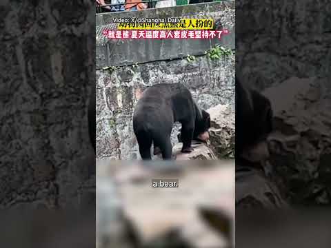 Chinese zoo denies their sun bears are humans in costumes