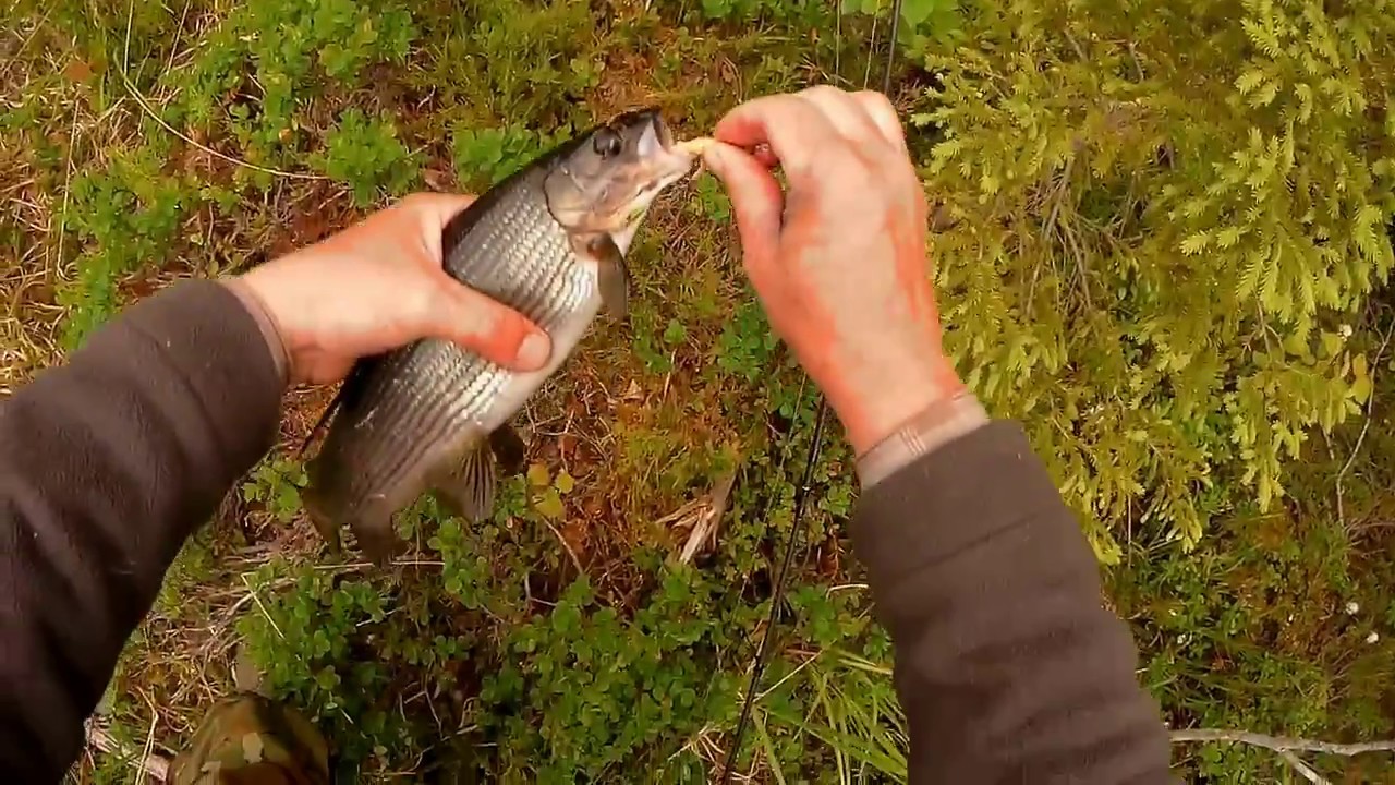 Карелия Рыбалка 2017г часть 2 - YouTube