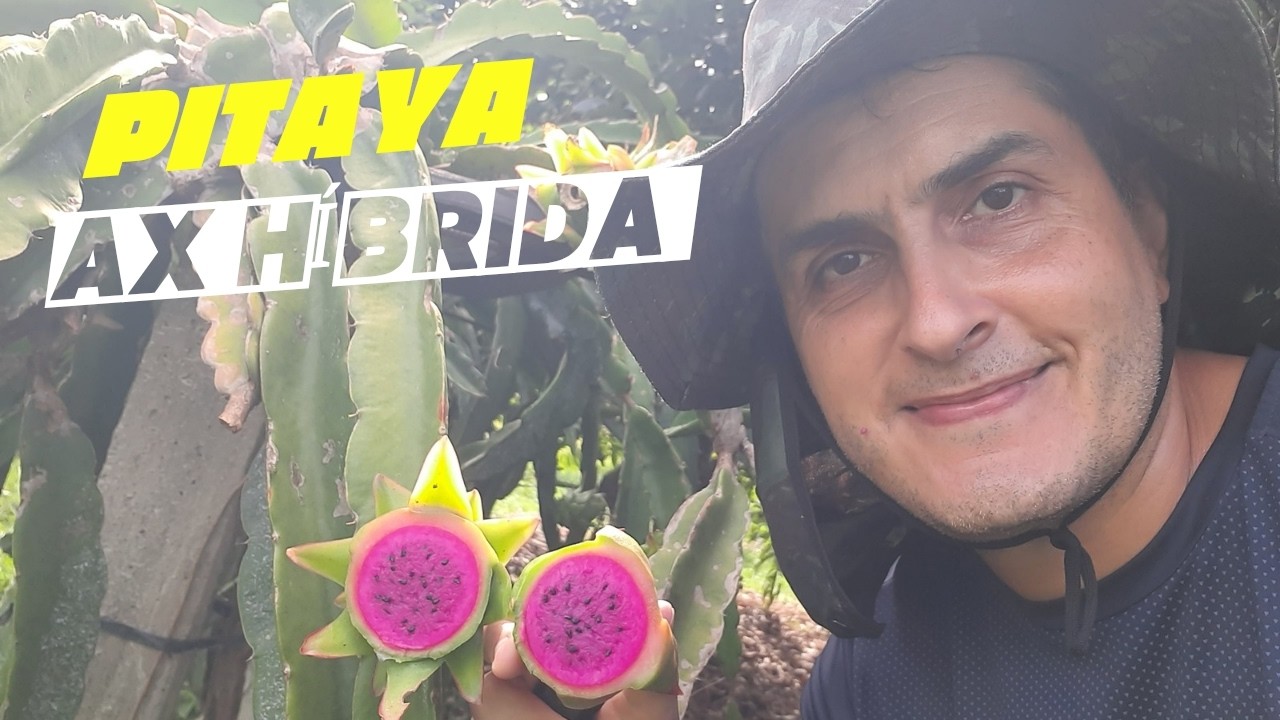 Fruto da pitaya AX Híbrida!