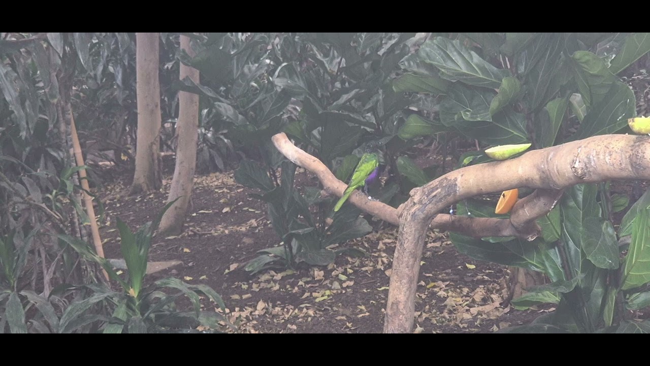 Video I took at Chester zoo of some of the free flight birds in the tropical realm 