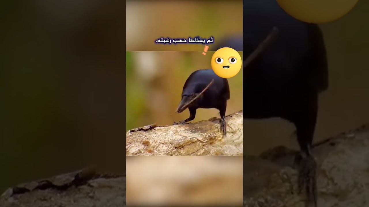 شاهد ذكاء وفطنة الغراب.. مقطع يستحق المشاهدة