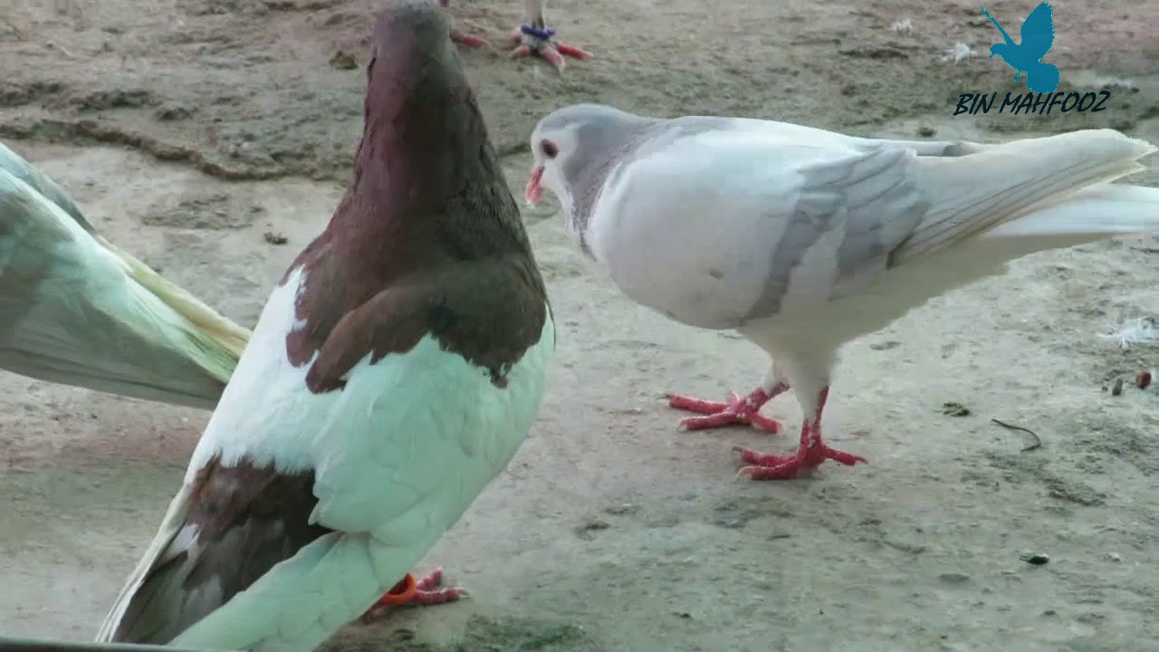 bin mahfooz sherazi pigeon collection YouTube