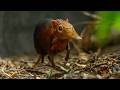 Twin baby elephant shrews are among first ever to be born at UK zoo | SWNS