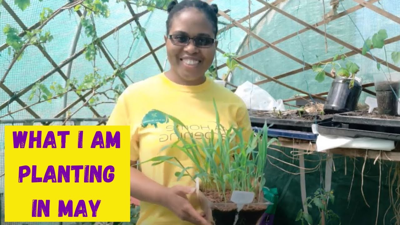 What I Am Planting In May - UK