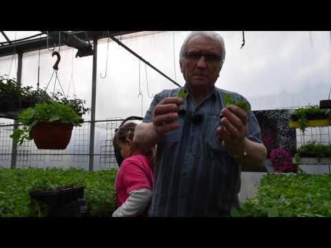 Video: Jak Pěstovat Silné A Zdravé Sazenice Petúnie