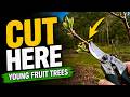 Where To Cut Young Fruit Trees For Better Growth