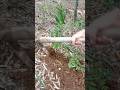 Digging forest soil to carefully uncover a hidden tuber
