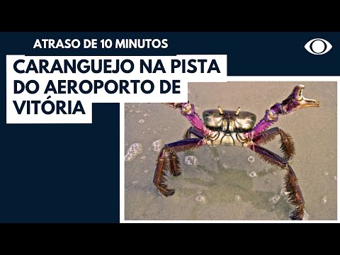 Caranguejo na pista do aeroporto de Vitória