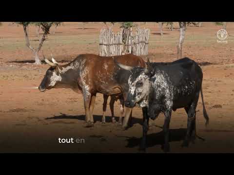 Outil pour l&rsquo;aide &agrave; la prise de d&eacute;cision pour l&rsquo;alerte pr&eacute;coce de la fi&egrave;vre de la Vall&eacute;e du