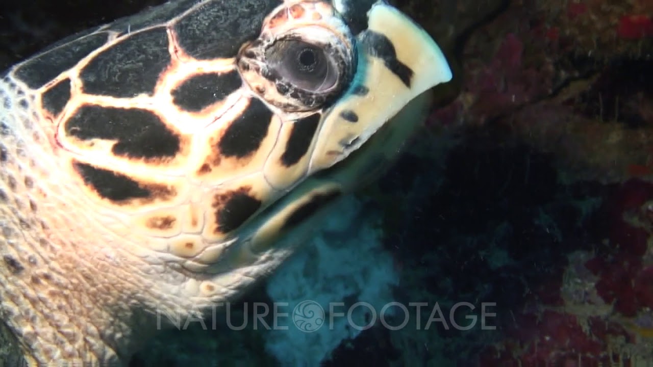 Hawksbill Feeding On Spronge YouTube