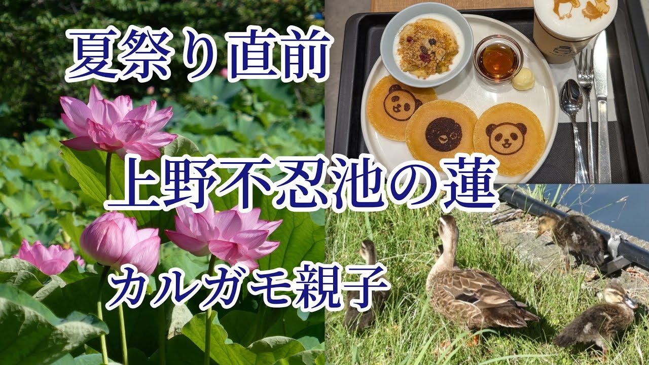 上野公園不忍池 蓮の花開花状況 夏祭り直前 カルガモ親子 2026年7月8日