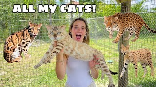 MEET ALL MY EXOTIC CATS IN ONE VIDEO!