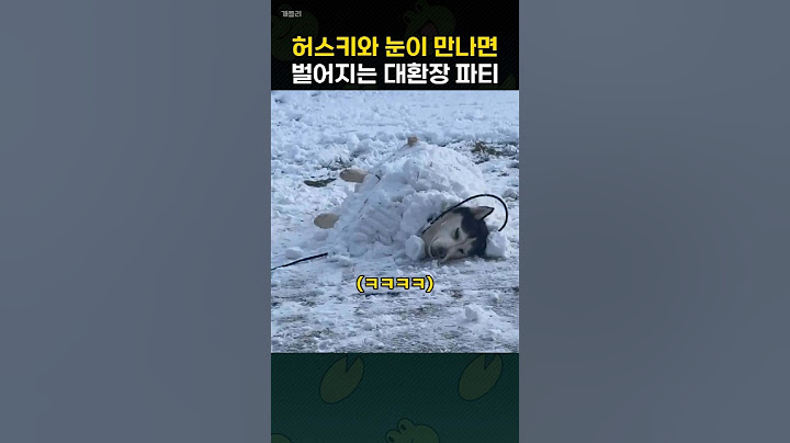 겨울철 허스키 견주들이 겪는 대환장 파티