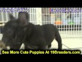 French Bulldog, Puppies For Sale, In, Bellevue, Washington, WA, Yakima, Kitsap, Thurston, Clark, Spo French Bulldog, Puppies For Sale, In, Bellevue, Washington, WA, Yakima, Kitsap, Thurston, Clark, Spo