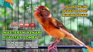 Kenari GACOR NGEREK‼️ Masteran Kenari PAUD dan Pancingan Kenari MACET BUNYI dan Betina NGIWIR - 94