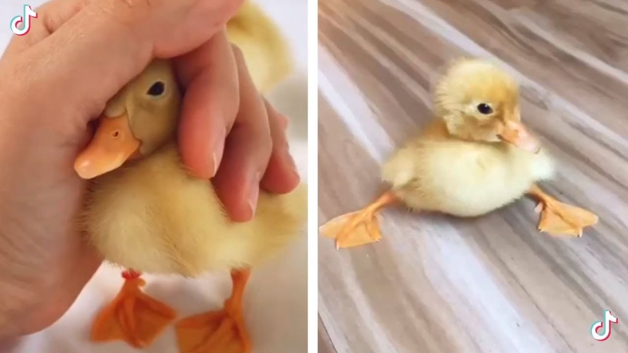 Adorable Tik Tok Ducks Playing 🥰 YouTube