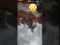 #youtubeshorts #dog#happy hay xem đến hết nhé 😋