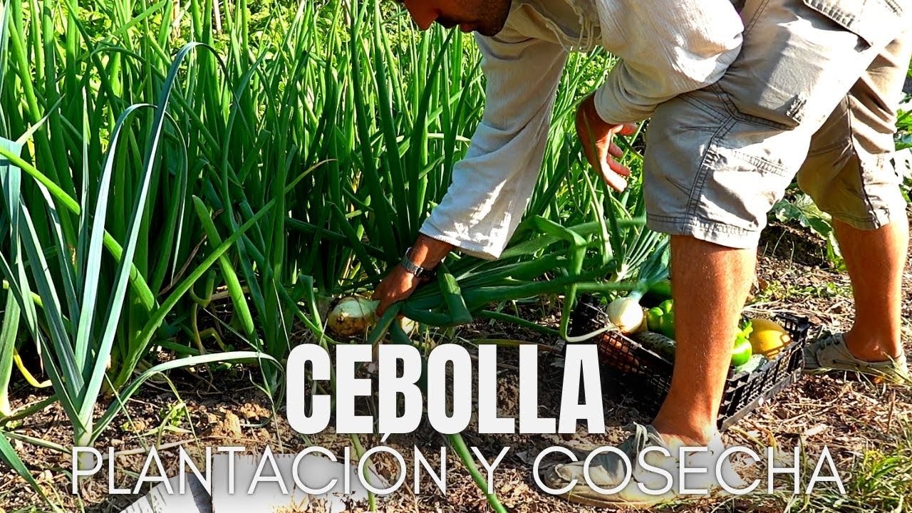 Humildad y riqueza en la misma planta: La cebolla