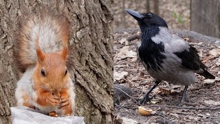 И белочка, и ворона любят орехи 🎶 #squirrel #crow