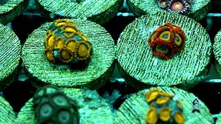 Let's talk Corals : Zoanthids / Palythoas.