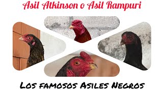 Atkinson o Rampuri Asil ( los famosos asiles negros) y más...