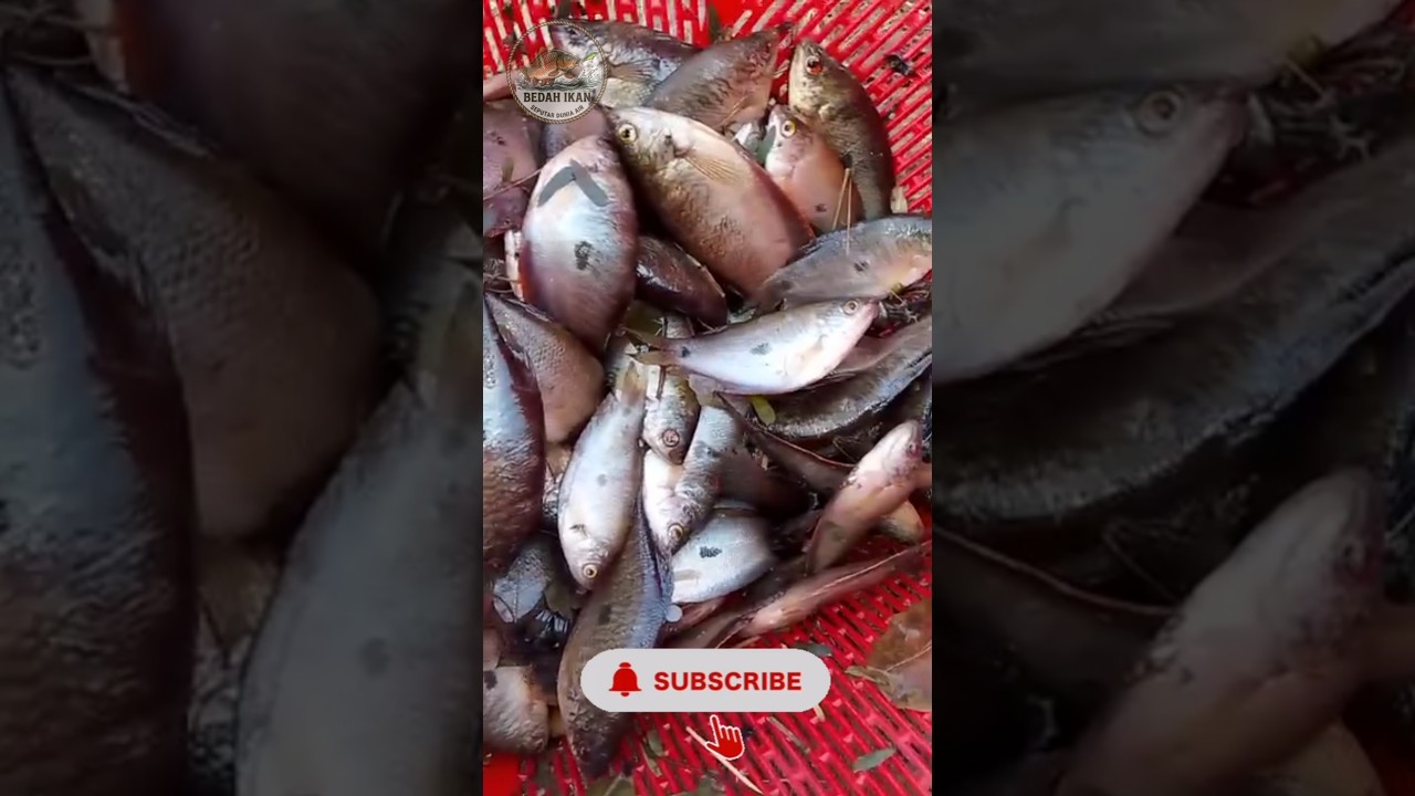 Kalau kamu ngejala ikan, biasanya kamu dapat apa? #fishing #mancing #ikan #fish #fishingvideo