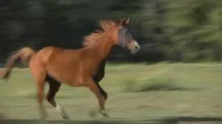 TA Chyna Born To Be Wild