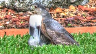 Information Cooper's Hawk Kills Dove At Bird Feeder News