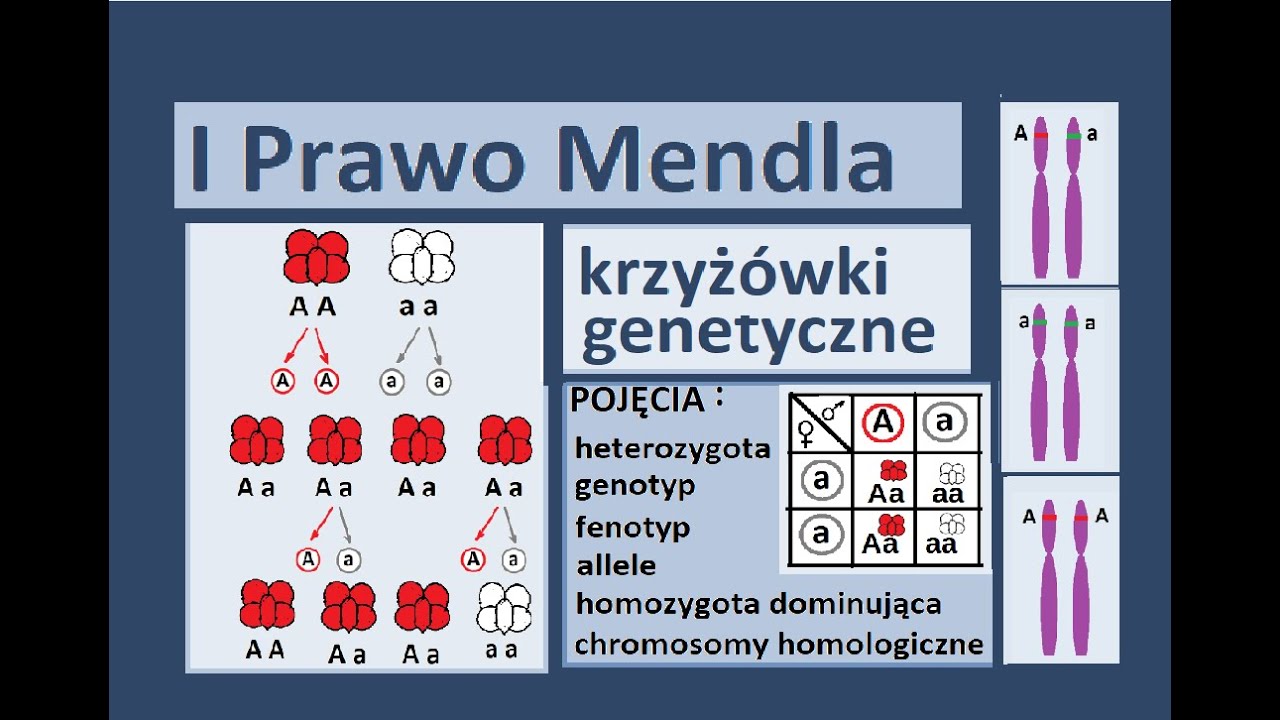Zadania Krzyżówki Genetyczne Klasa 8 Podstawowe prawa dziedziczenia. Krzyżówki genetyczne. - YouTube