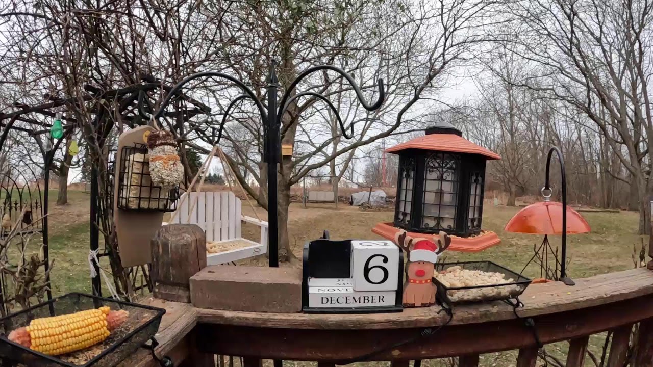 My Day After Christmas Bird & Squirrel Livestream