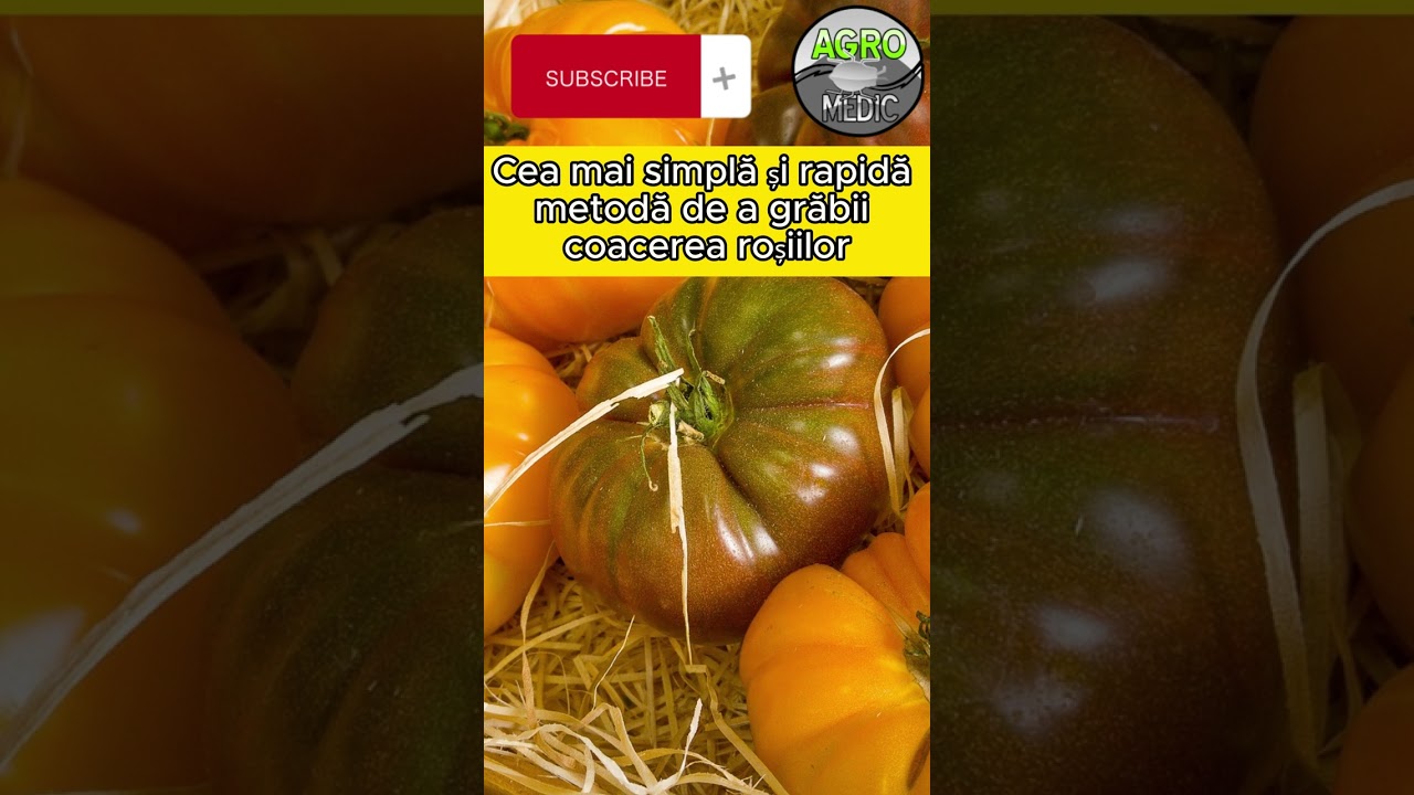 Cea mai simplă și rapidă metodă naturală de a grăbii coacerea roșiilor 