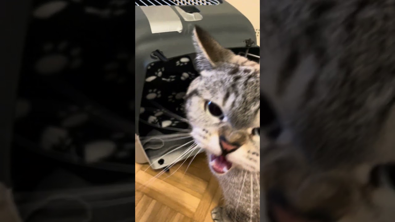 Katzen Zusammenführung! So geht es richtig! (2) CatInfo 