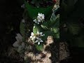 Blackberry plant in my garden.
