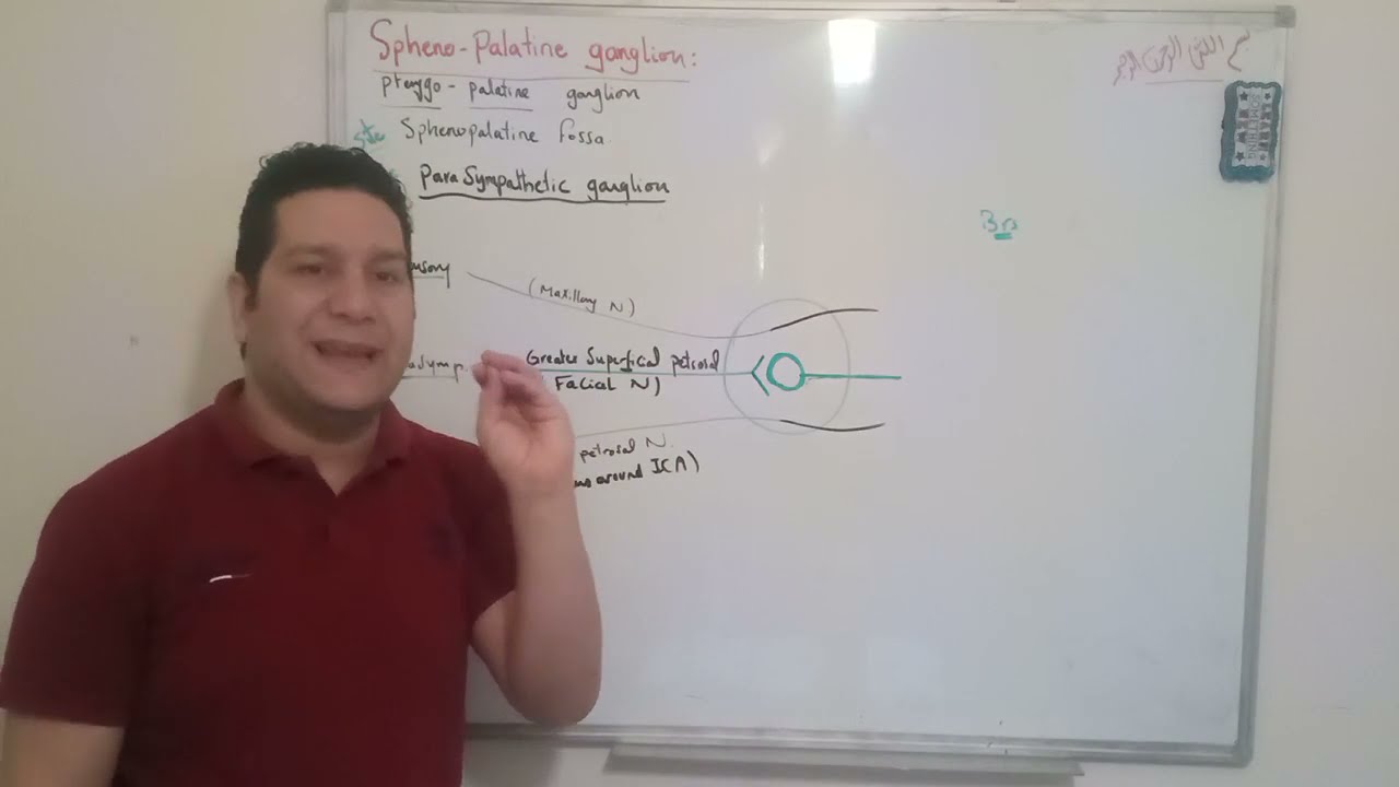 (Cardiopulmonary 18): Sphenopalatine Ganglion ... By Dr. Khaled Awad