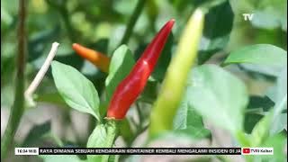 2 JUNI 2024   PETANI CABAI MANDIRI HASILKAN 500 KILOGRAM LEBIH SEKALI PANEN